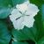 Annuals: Lagenaria siceraria