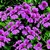 Geraniums_pelargonium_peltatum_tornado_tm_rose-1