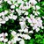 Geraniums_pelargonium_peltatum_tornado_tm_white-1