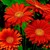 Daisies_gerbera_jamesonii_jaguar_tm_deep_orange-1