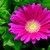 Daisies_gerbera_jamesonii_jaguar_tm_deep_rose-1