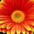 Daisies_gerbera_jamesonii_jaguar_tm_orange_picotee-1