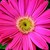 Daisies_gerbera_jamesonii_jaguar_tm_pink-1