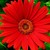 Daisies_gerbera_jamesonii_jaguar_tm_red-1