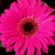 Daisies_gerbera_jamesonii_jaguar_tm_rose_dark_center-1