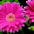 Daisies_gerbera_jamesonii_jaguar_tm_rose_picotee-1