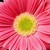 Daisies_gerbera_jamesonii_jaguar_tm_salmon_pastels-1