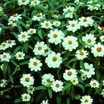 Zinnias_zinnia_angustifolia_crystal_white-1