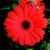 Daisies_gerbera_jamesonii_jaguar_tm_scarlet_shade_dark_center-2