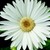 Daisies_gerbera_jamesonii_jaguar_tm_white-1
