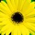 Daisies_gerbera_jamesonii_jaguar_tm_yellow_dark_center-1