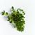 Thyme_thymus_minus-2.small