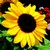 Annuals_helianthus_annuus_constellation_tm-1