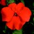 Impatiens_impatiens_walleriana_blitz_3000_tm_deep_orange-1
