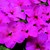 Impatiens_impatiens_walleriana_blitz_3000_tm_deep_pink-1