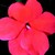 Impatiens_impatiens_walleriana_blitz_3000_tm_mango-1