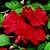 Impatiens_impatiens_walleriana_blitz_3000_tm_red-1