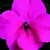 Impatiens_impatiens_walleriana_blitz_3000_tm_rose-1