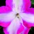 Impatiens_impatiens_walleriana_blitz_3000_tm_rose_star-1