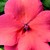 Impatiens_impatiens_walleriana_blitz_3000_tm_salmon-1