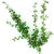 Thyme_thymus_pseudolanuginosis-2.small