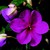 Impatiens_impatiens_walleriana_blitz_3000_tm_violet-1
