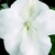 Impatiens_impatiens_walleriana_blitz_3000_tm_white-1