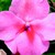 Impatiens_impatiens_walleriana_jambalaya_tm_coral-1