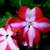 Impatiens_impatiens_walleriana_jambalaya_tm_coral_star-1