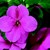Impatiens_impatiens_walleriana_jambalaya_tm_deep_pink-1.small