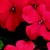 Impatiens_impatiens_walleriana_jambalaya_tm_deep_red-1.small