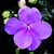 Impatiens_impatiens_walleriana_jambalaya_tm_lavender-1.small