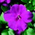 Impatiens_impatiens_walleriana_jambalaya_tm_lilac-1.small