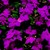 Impatiens_impatiens_walleriana_jambalaya_tm_merlot-1.small
