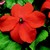 Impatiens_impatiens_walleriana_jambalaya_tm_orange-1.small