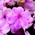 Impatiens_impatiens_walleriana_jambalaya_tm_pink-1.small