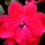 Impatiens_impatiens_walleriana_jambalaya_tm_red-1.small