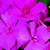 Impatiens_impatiens_walleriana_jambalaya_tm_rose-1.small