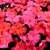 Impatiens_impatiens_walleriana_jambalaya_tm_salmon-1.small
