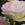 Antiques_rosa_madame_joseph_schwartz_sport_of_duchesse_de_brabant-1.sprite
