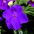 Impatiens_impatiens_walleriana_jambalaya_tm_violet-1.small