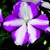 Impatiens_impatiens_walleriana_jambalaya_tm_violet_star-1.small