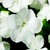 Impatiens_impatiens_walleriana_jambalaya_tm_white-1.small