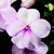 Impatiens_impatiens_walleriana_shimmer_tm_bright_eye-1.small