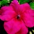 Impatiens_impatiens_walleriana_shimmer_tm_carmine-1.small