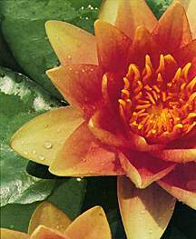 Water Lily, 'Chrysantha' (Hardy)