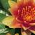Hardy Water Lilies: Nymphaea 'Chrysantha'