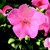 Impatiens_impatiens_walleriana_shimmer_tm_coral-1.small