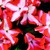 Impatiens_impatiens_walleriana_shimmer_tm_coral_star-1.small