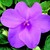 Impatiens_impatiens_walleriana_shimmer_tm_lavender-1.small